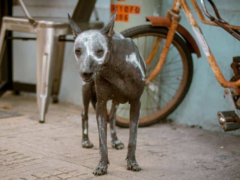 Fallece Frida, la xoloitzcuintle más conocida de Mérida