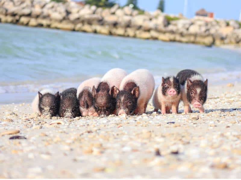 Playa de los cerditos, una opción para las vacaciones
