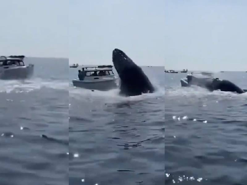 Video: ¡De impacto! Ballena jorobada saltó y golpeó un bote