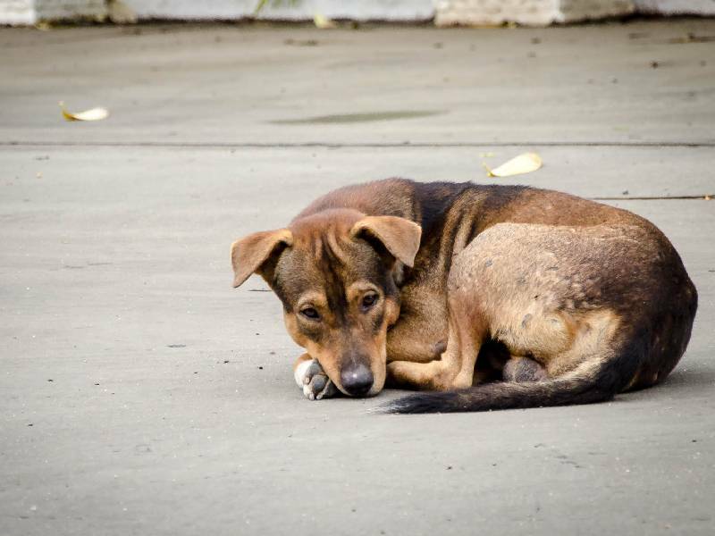Perrito acompaña el cuerpo de su dueño tras morir atropellado, en CDMX