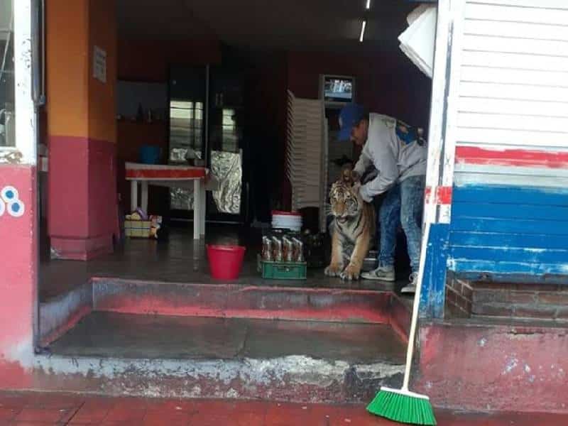 tigre taquería
