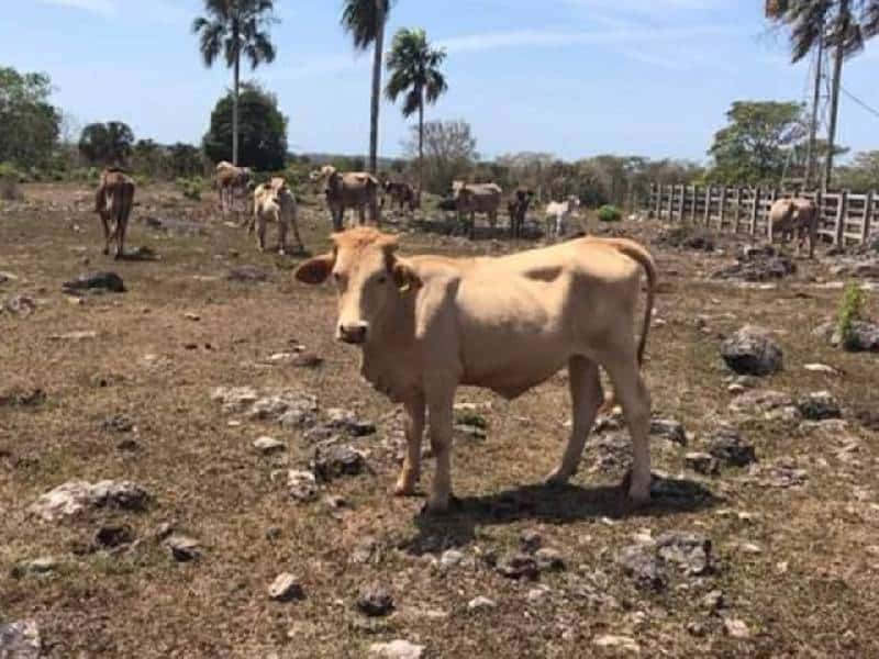 Ganaderos de Quintana Roo, preocupados y endeudados al no recibir apoyos
