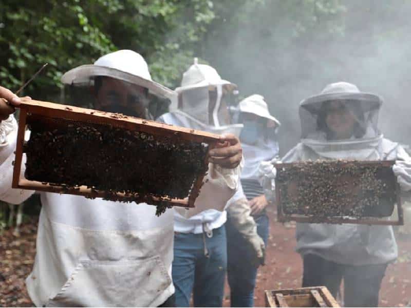 Buscan investigación para el sector apícola.