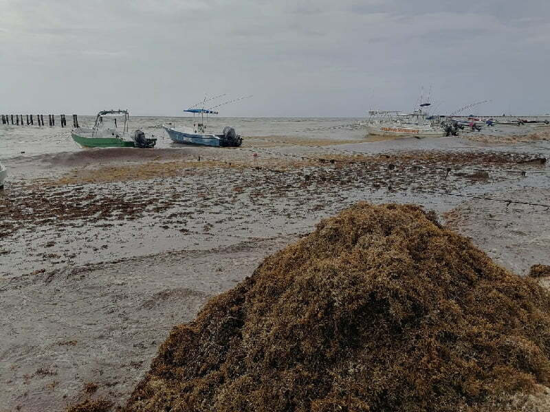 Afectada la barrera para contener sargazo por mal clima
