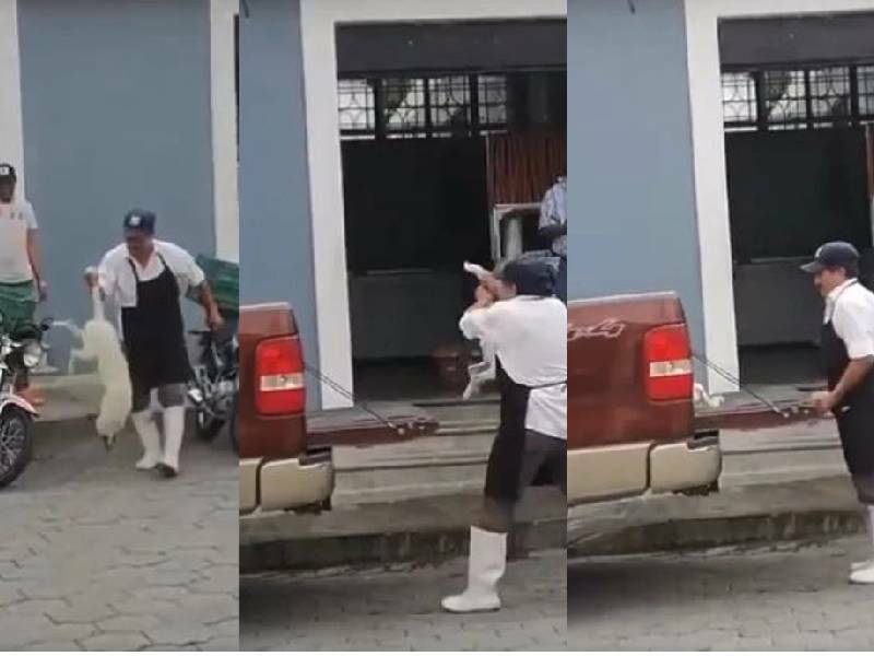 Carnicero dispara con una pistola de balines a una perrita