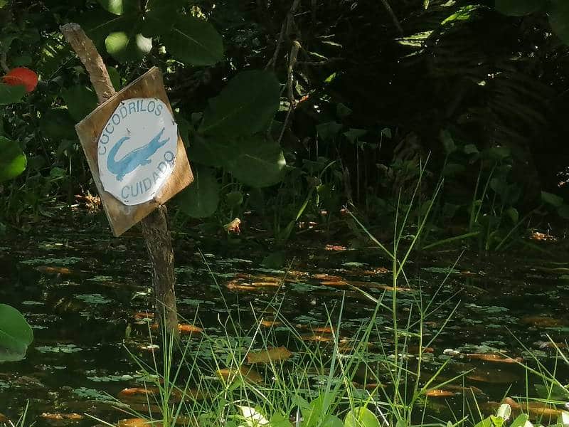 Cocodrilos, vecinos respetuosos de colonos de la Lombardo