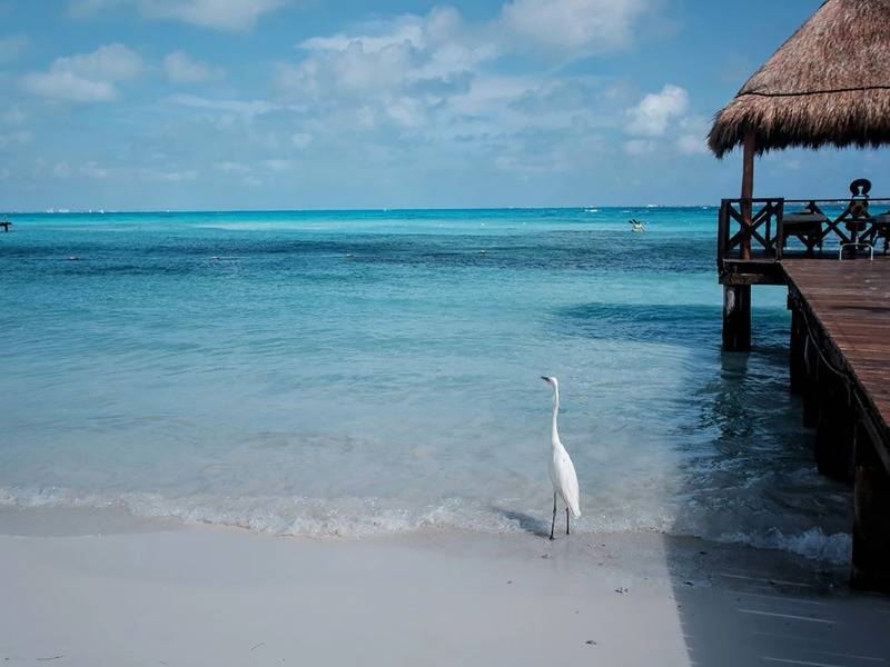 Menos sargazo por la presencia de sistemas ciclónicos en el Caribe
