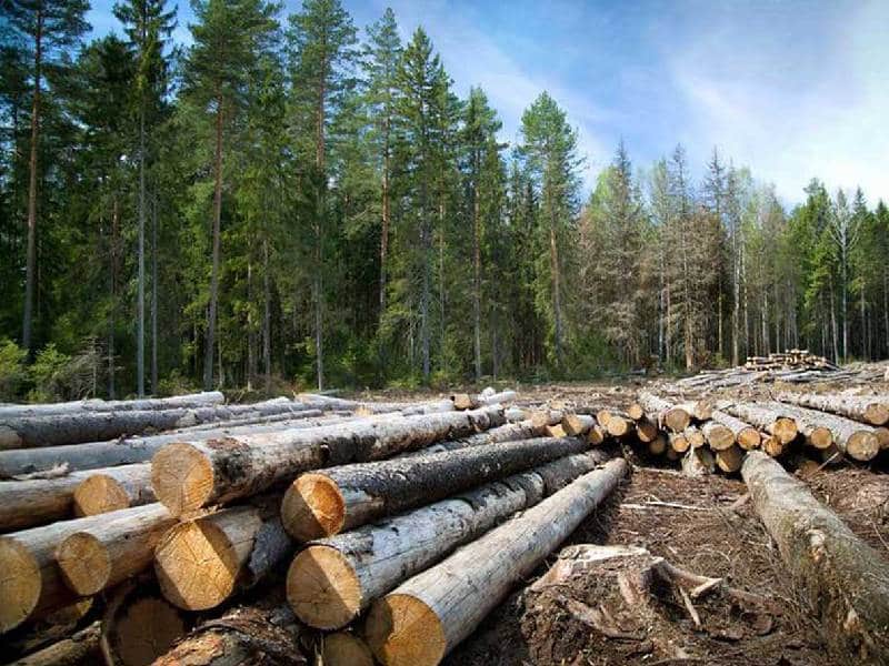 Aseguran 8 mil metros cúbicos de maderas tropicales
