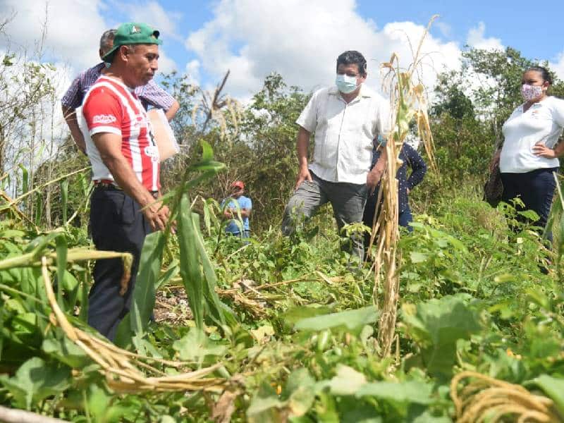 Cerca de 27 mil toneladas de caña se quedaron sin cosechar en el campo quintanarroense