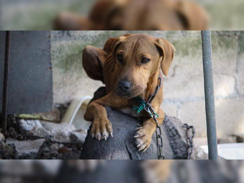 Nueve de 11 municipios de Quintana Roo sin cumplir con la Ley de Bienestar Animal