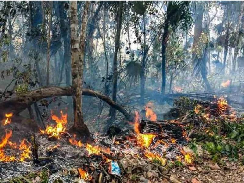Restaurarán manglar en la Reserva de Sian Ka’an