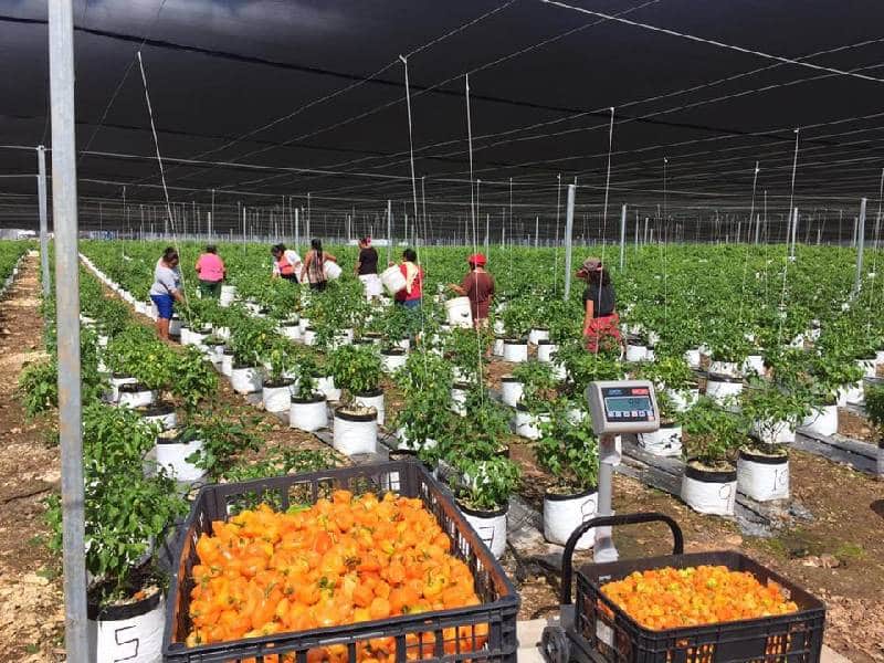 En picada, precio del kilo del chile habanero