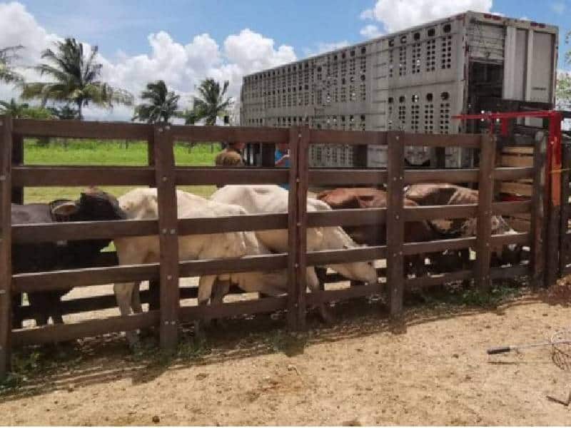 Ganaderos piden representación de dependencias en Zona Maya