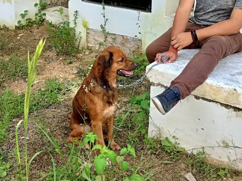 Serán más de 80 animales esterilizados en la jornada que se realiza en JMM.