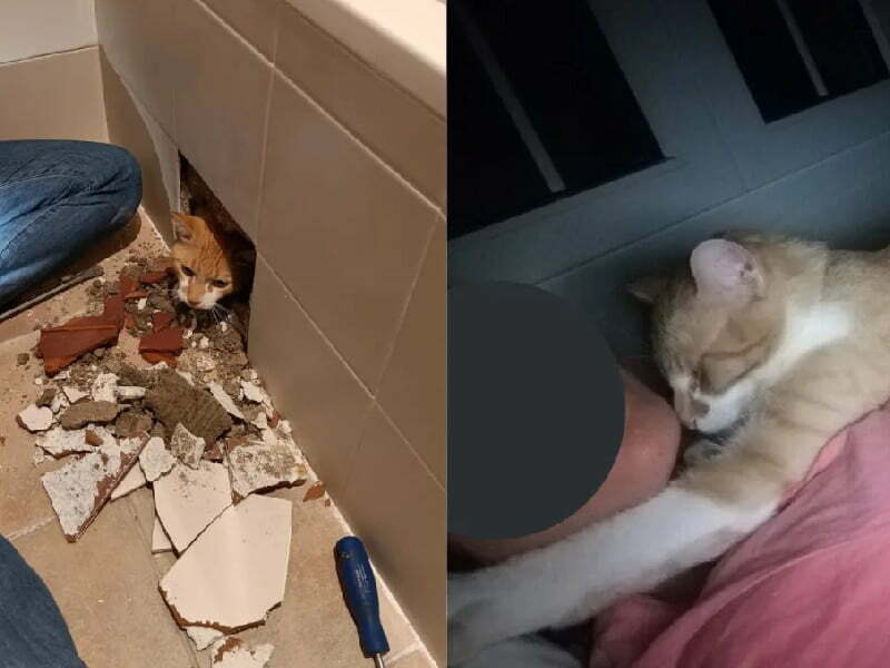 gato
