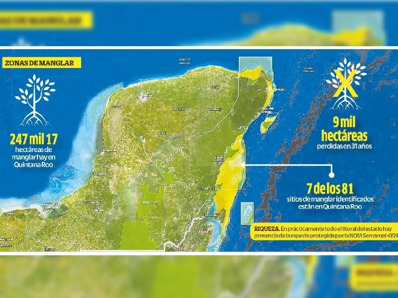 Perdió Q. Roo 9 mil ha de manglar en 31 años