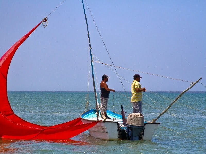 camarón