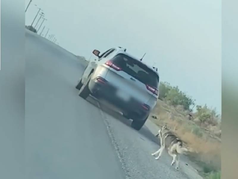 Abandono de mascotas