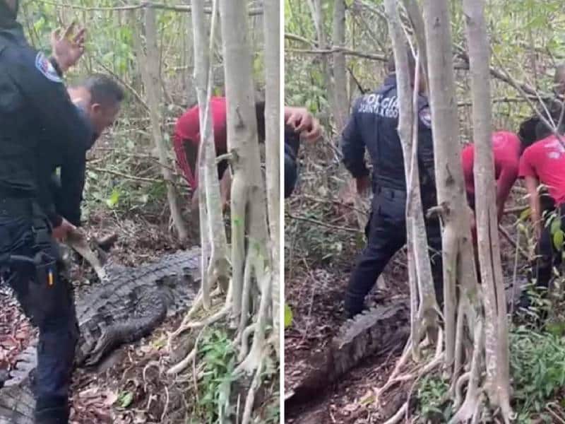 Hombre es atacado por un cocodrilo en Malecón Tajamar; se metío a nadar en estado etílico