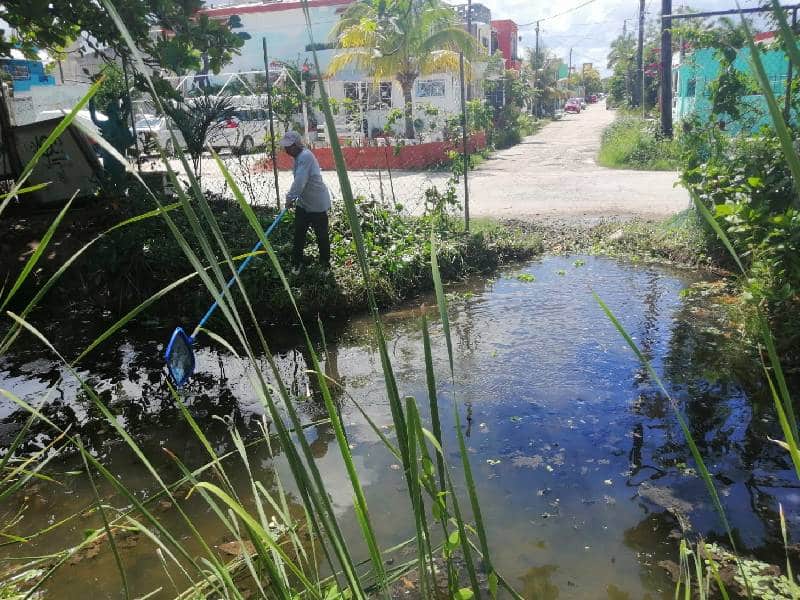 Limpian el manglar de especies exóticas invasivas