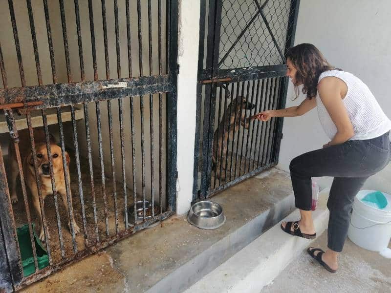 Poca respuesta de la ciudadanía ante campañas de adopción canina