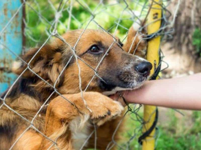 Penas más severas al maltrato animal