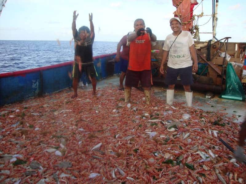 Camaroneros con la expectativa de una temporada mejor
