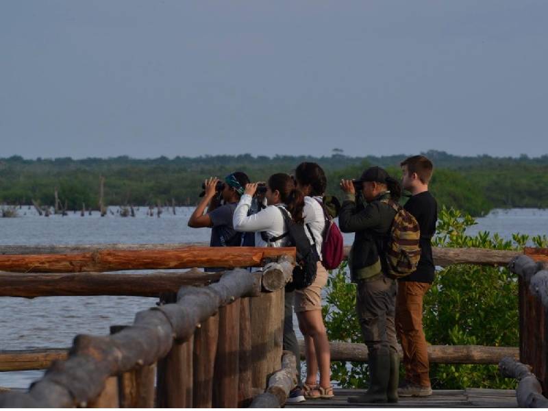 Cozumel, sitio de encuentro para el avistamiento de aves