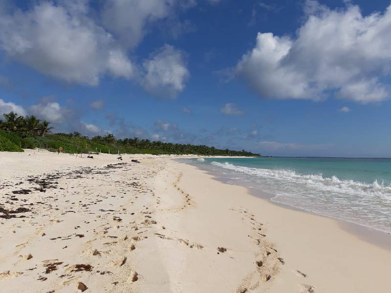 Celebrarán la edición 20 del festival de la tortuga marina en Tulum