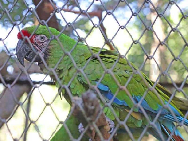 Impune tráfico de especies en Q. Roo