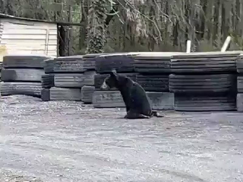 Oso de siete meses es herido con una arma de fuego en Nuevo Leon