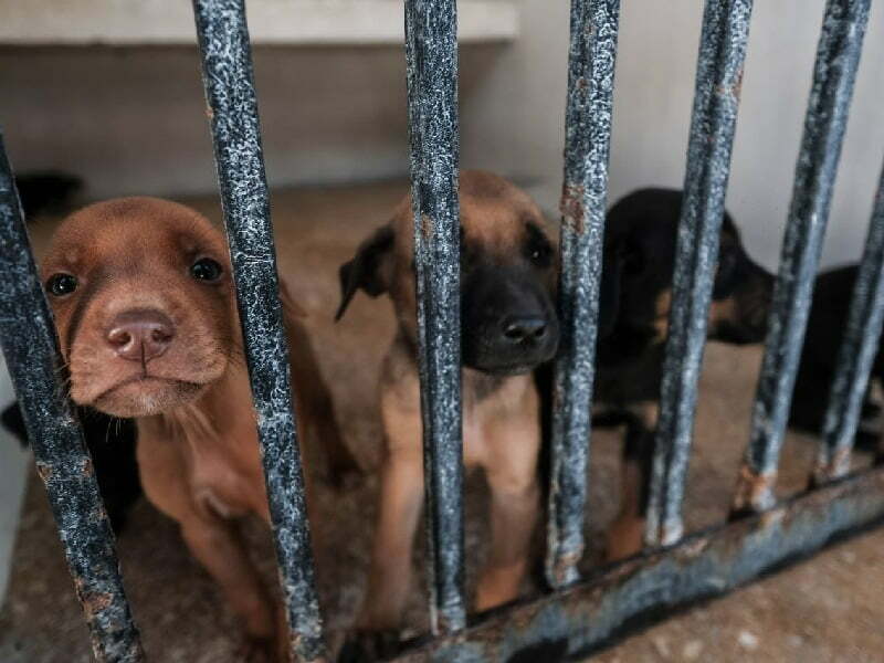 Reincidentes en maltrato animal tendrán que pagar más multa y tomar capacitación