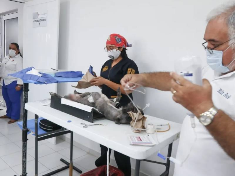 En marcha campaña de esterilización de perros y gatos