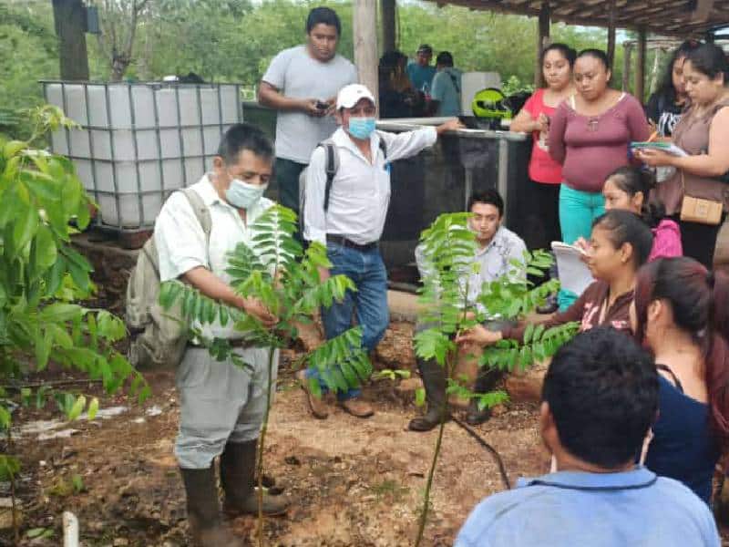 Sembrando Vida suma 22 millones de árboles en Q. Roo