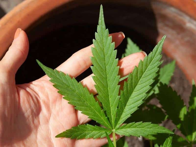 Normalizan jóvenes el consumo de marihuana