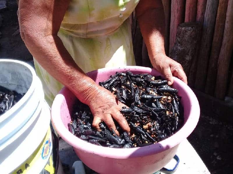 Matrimonio de Lázaro Cárdenas mantiene tradición del relleno negro