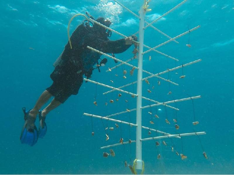 Continúa Programa de Restauración de Arrecifes en el parque de Chankanaab