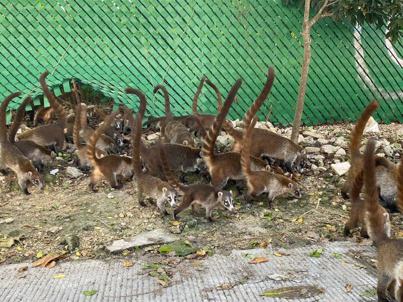 Coatís, vecinos de la Donceles 28
