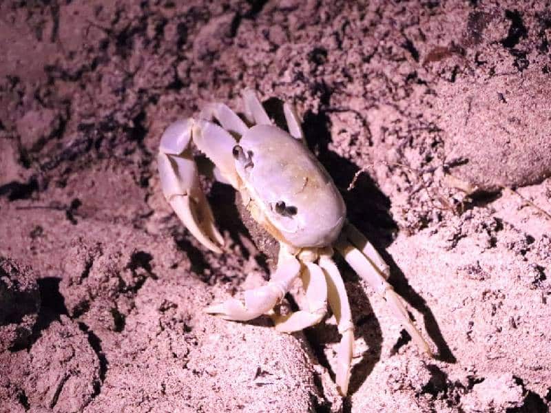 Atienden cerca de 800 ejemplares de Cangreo Azul en Cancún