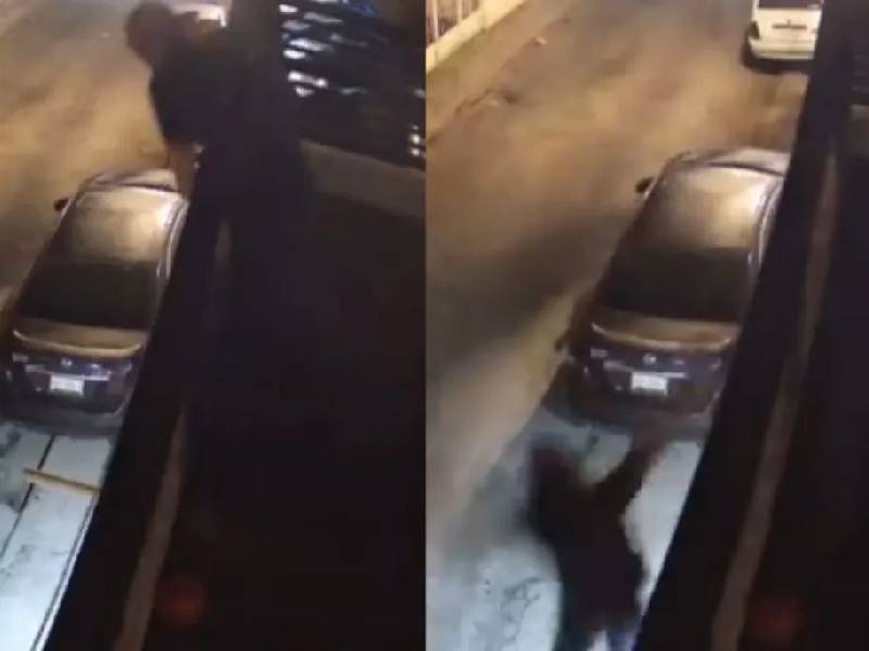 Video. ¡Héroes! Perritos ahuyentan de su casa a ladrón en Saltillo
