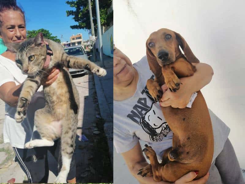 vacunación antirrábica en Cancún