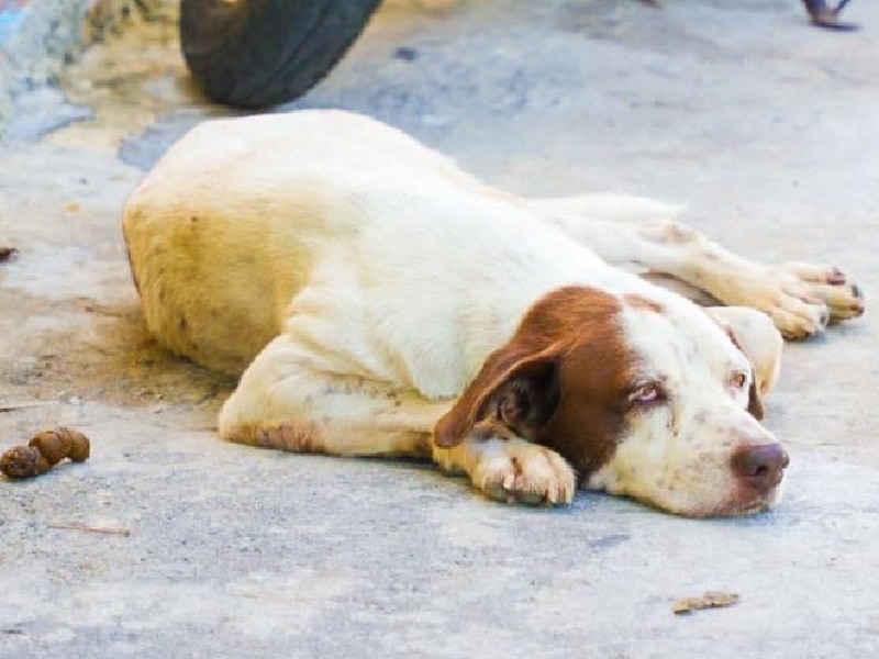 Alistan campaña de esterelización de perros y gatos en Isla Mujeres
