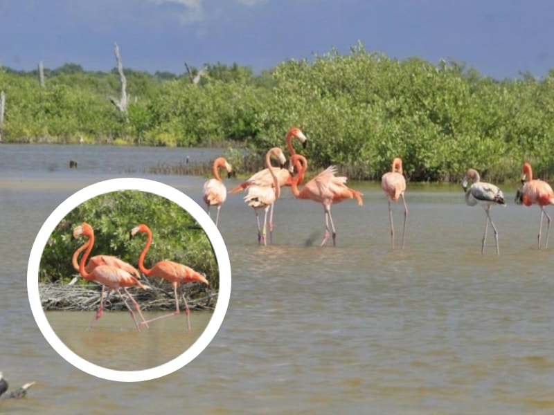 El Parque Punta Sur se torna rosa con la presencia de flamencos