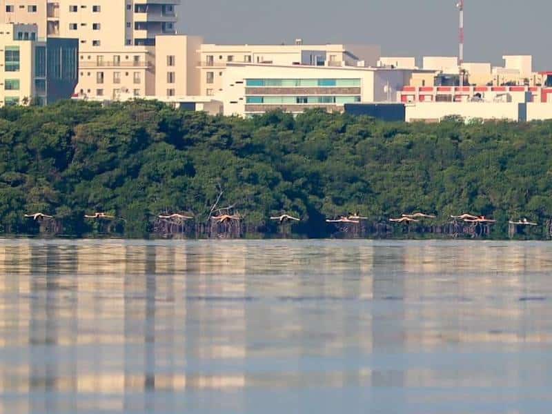Reportan avistamiento de flamencos en sistema lagunar Nichupté de Cancún