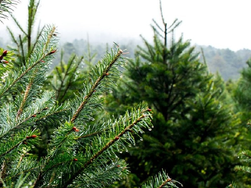 árboles de navidad