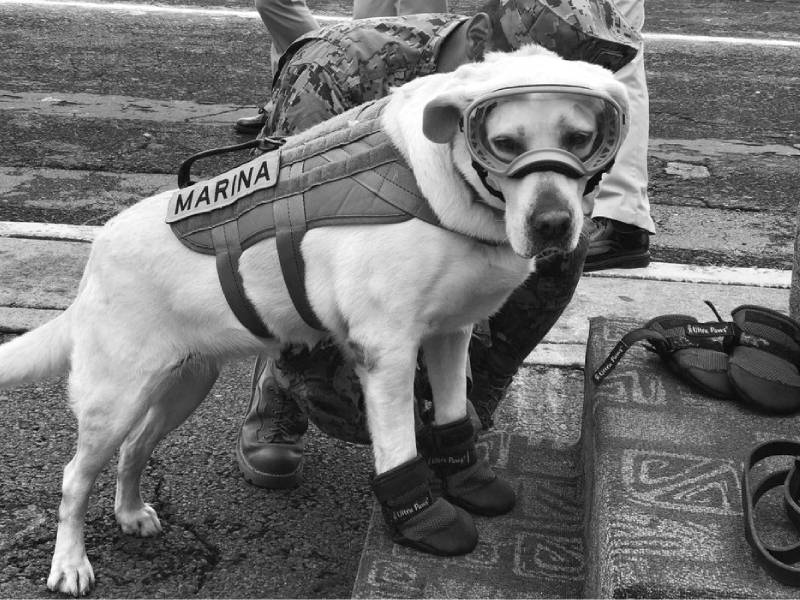 Fallece la perrita Frida, rescatista durante el sismo de 2017