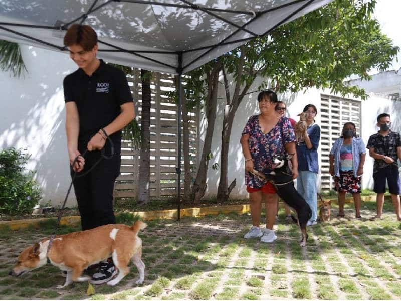 Terminarán campaña con 800 mascotas esterelizadas