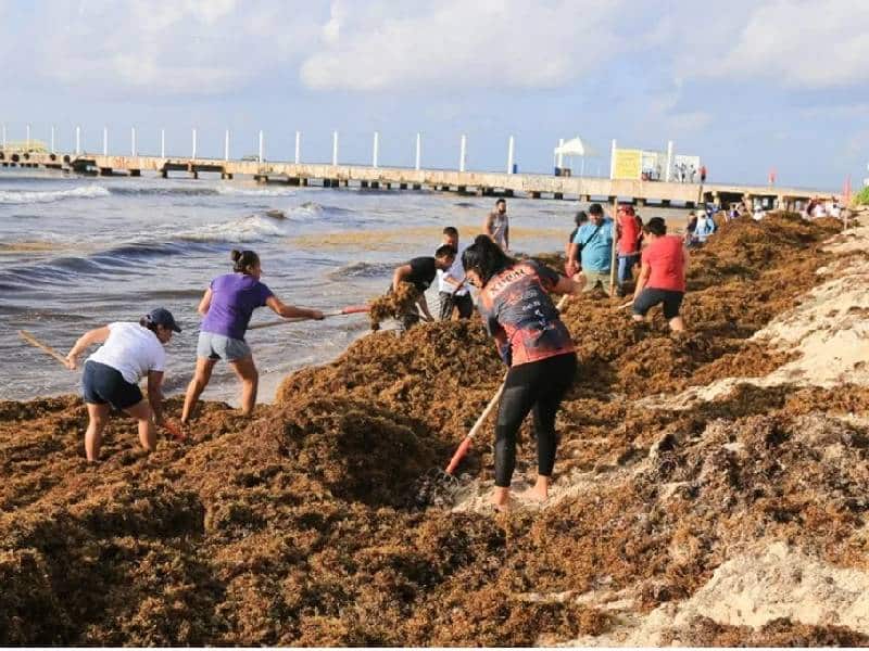 Lanzan plataforma contra el sargazo