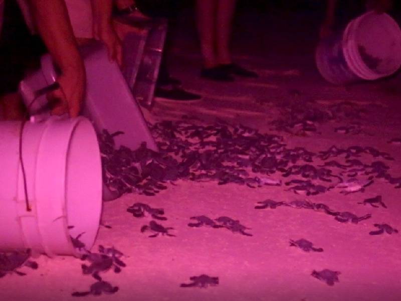 Protegen en Cancún más de un millón de huevos de tortuga marina
