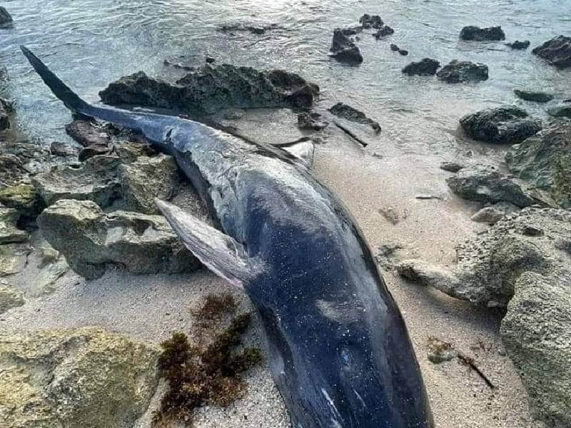 Semarnat atiende caso de una orca varada en playas de Cozumel